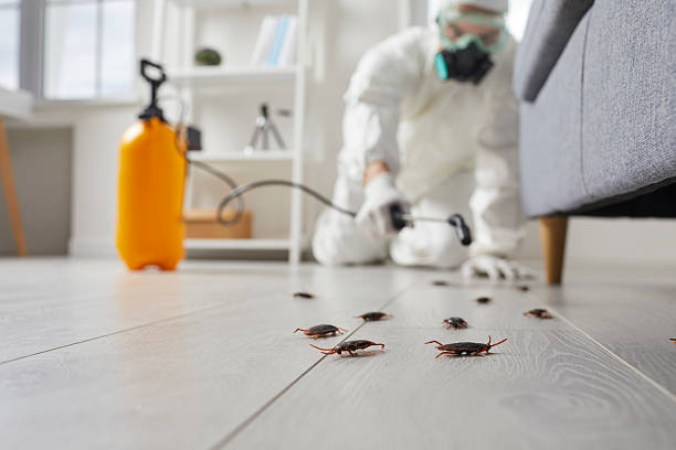 Post-Treatment Bed Bug Interceptor Monitoring in Laconia